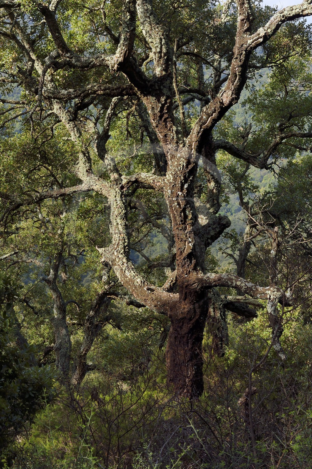 France, Var, Massif des Maures, Collobrières, cork Oak (Quercus suber)