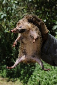 France, île de la Réunion, forêt de Bélouve, seule espèce du genre Tenrec, le Tangue (Tenrec ecaudatus), appelé aussi Tanrec, Hérisson de Madagascar ou encore Trandraka est chassé pour être consommé