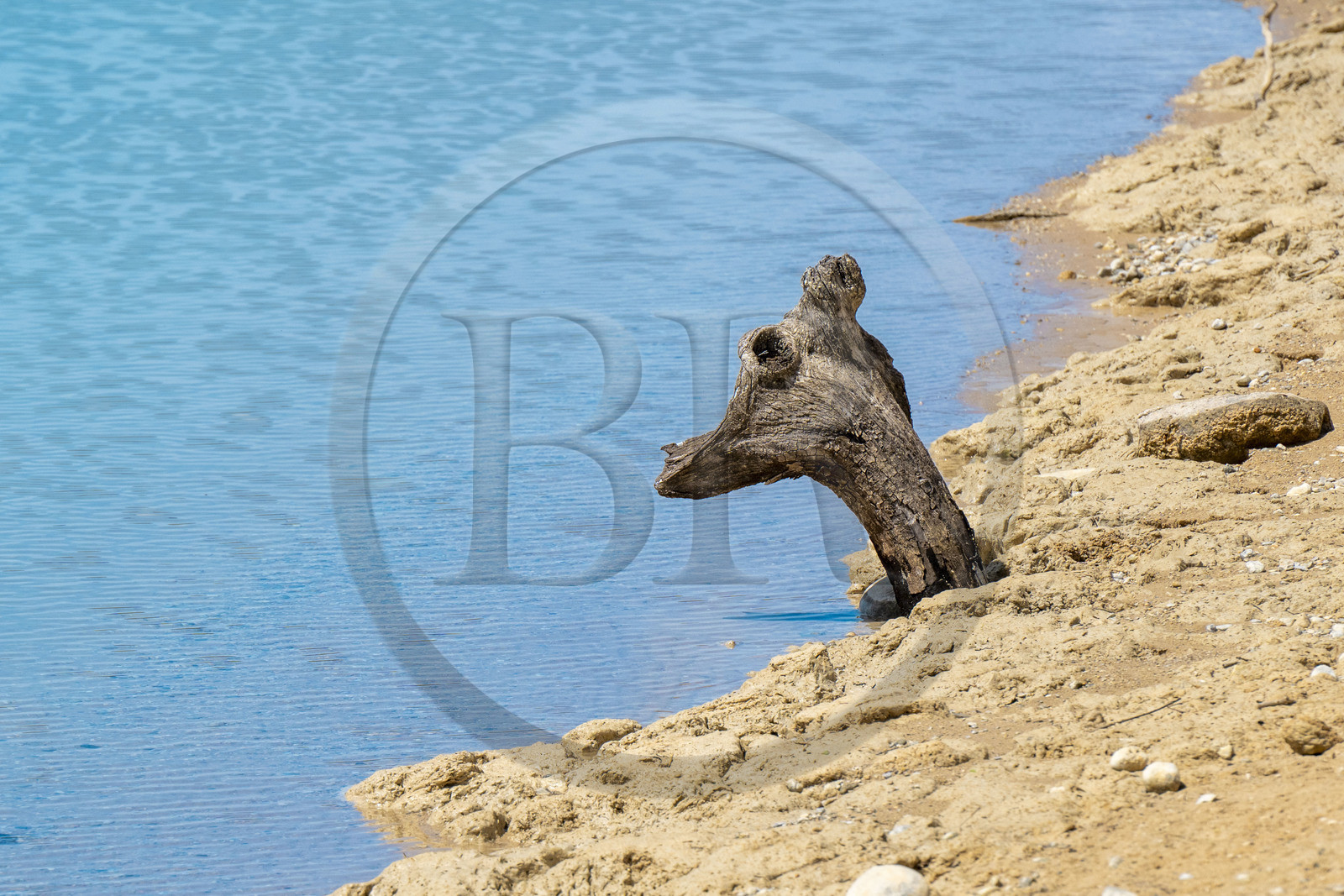 France, Var (83), Parc Naturel Régional du Verdon, Les-Salles-sur-Verdon, lac de Sainte Croix, souche de bois en forme de tête animale