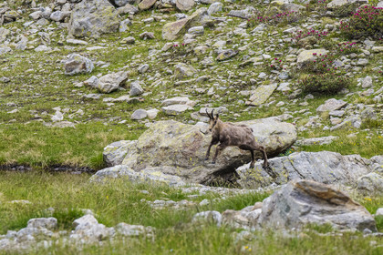 France, Alpes-Maritimes (06), parc national du Mercantour, Haute-Vésubie, Saint-Martin-Vésubie, Val du Haut Boréon, le saut du chamois (Rupicapra rupicapra) vers le lac de Trécolpas