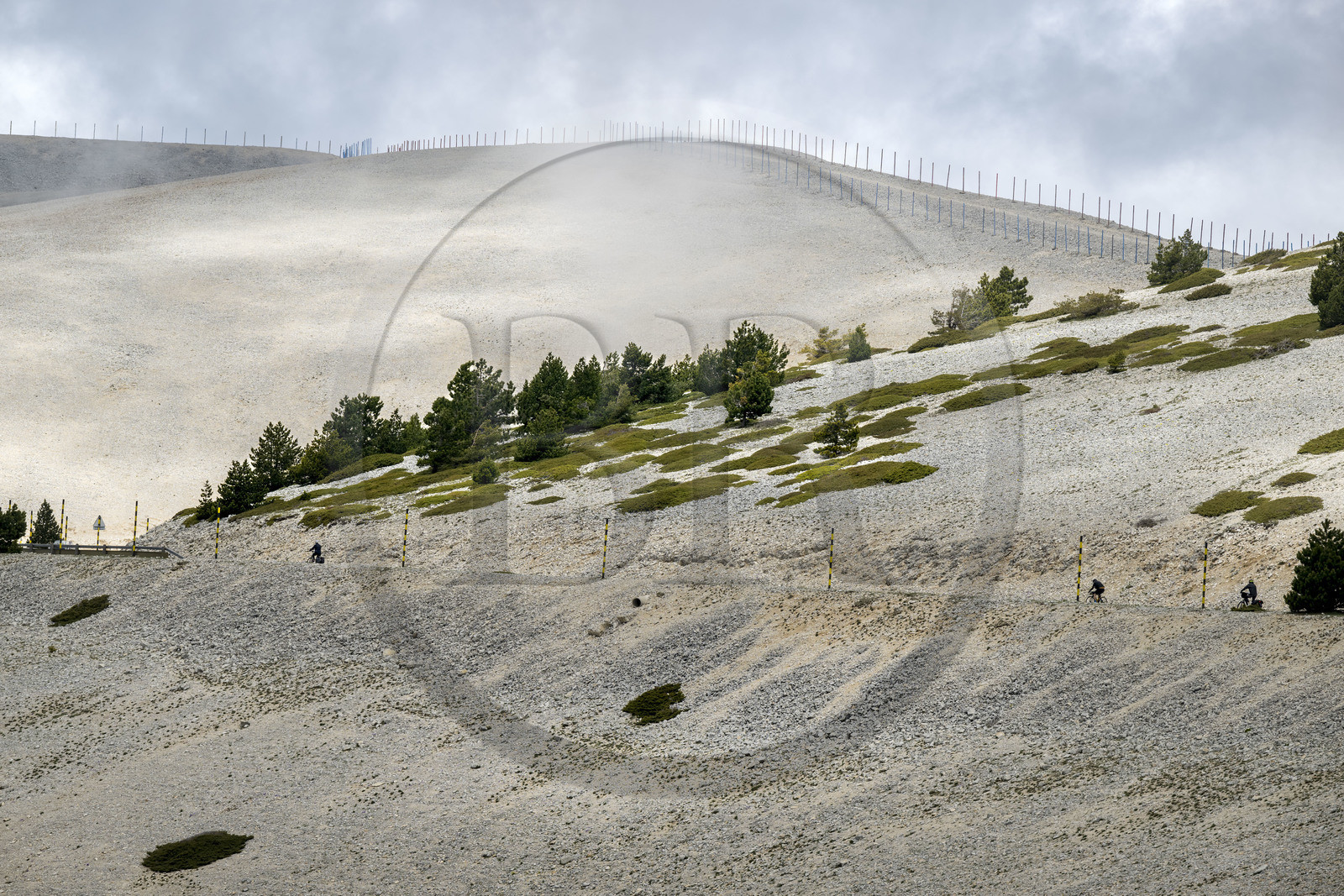 France, Vaucluse (84), Parc Naturel Régional du Mont Ventoux, Bedoin, ascension à vélo du Mont Ventoux par la route D974 sur le versant sud vers le sommet, pierriers tapissés ici et là de genévriers nains