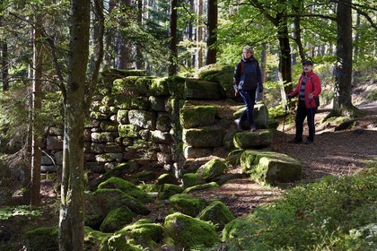France, Bas-Rhin (67), Mont Saint-Odile, randonnée le long du Mur Païen, vestige d'un mur d'enceinte probablement de l'époque mérovingienne d'une longueur totale de onze kilomètres