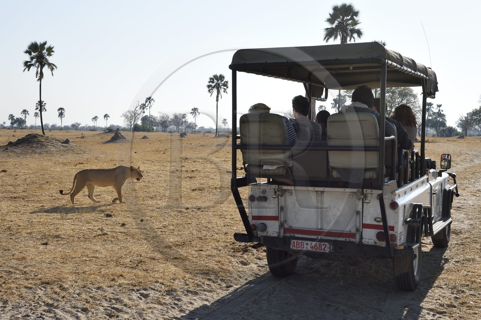 Zimbabwe, province de Matabeleland septentrional, parc national Hwange, touristes en 4x4 observant un lion (Panthera leo)