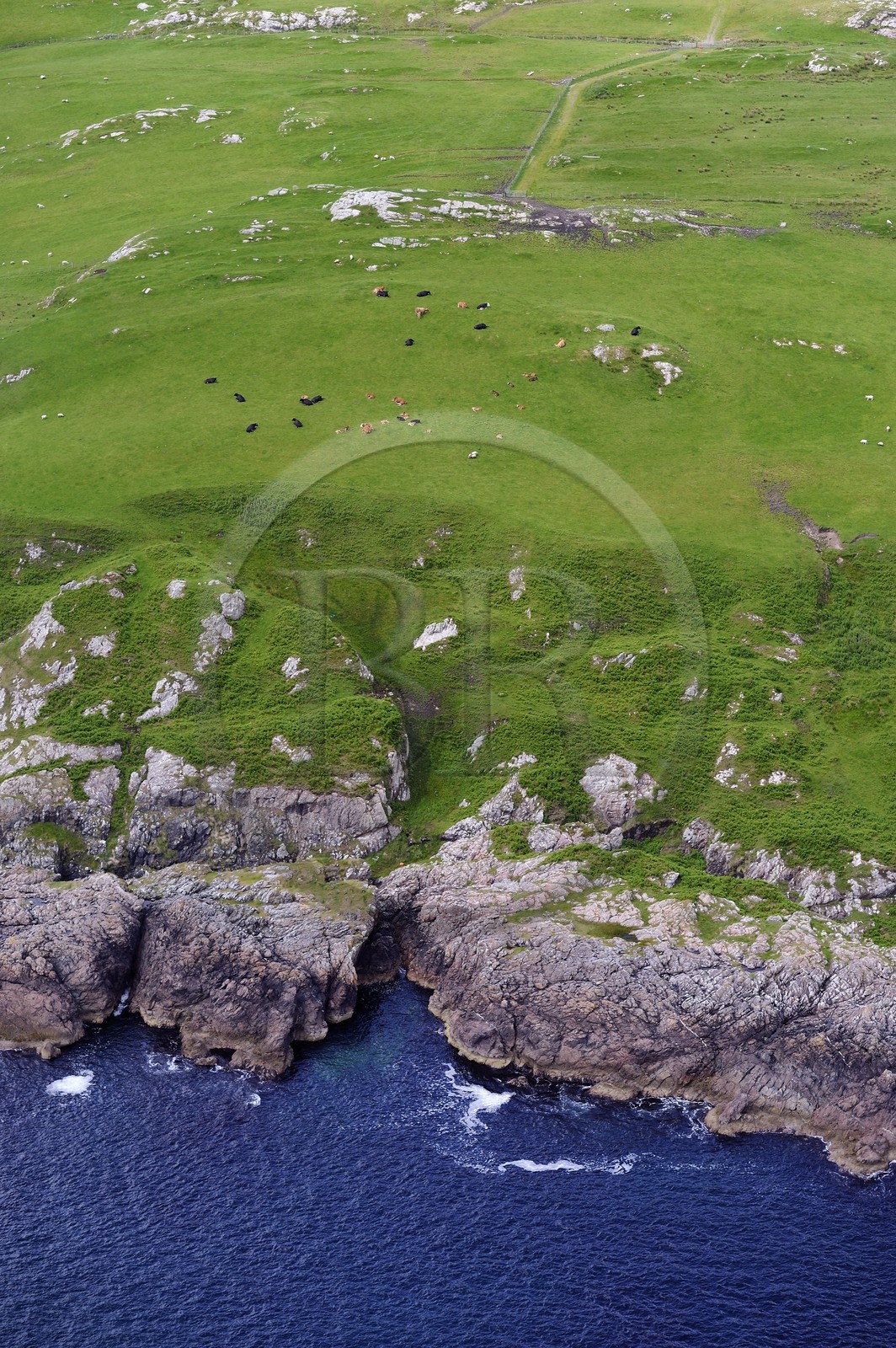 Royaume-Uni, Ecosse, Hébrides intérieures, Ile de Islay, troupeau de vaches en bordure de mer à Rinnsof Islay (vue aérienne)