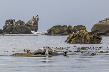 France, Finistère (29), Penmarch, archipel des Étocs, phoque gris (halichoerus grypus)