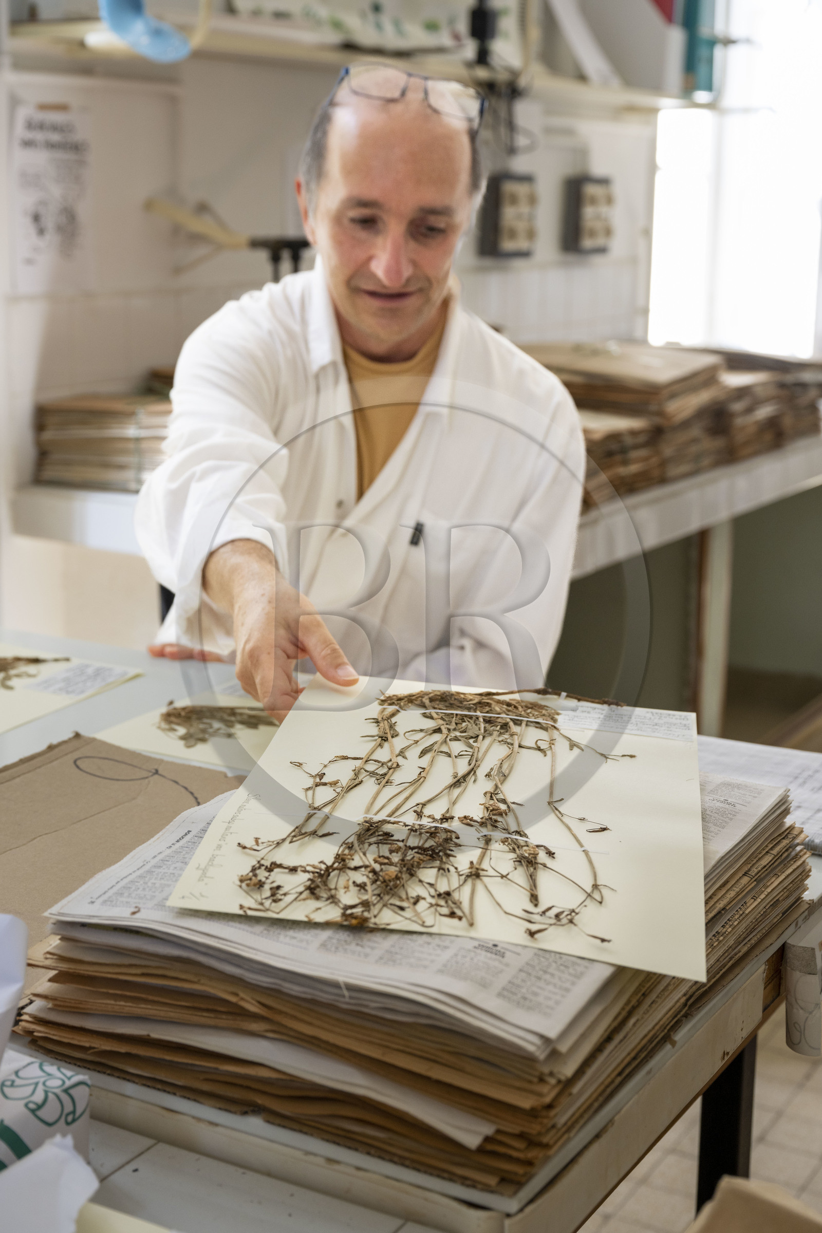 France, Alpes-Maritimes (06), Antibes, Le Jardin Botanique de la Villa Thuret (rattachée à l'INRAE), labellisé Jardin Remarquable et Arbre Remarquable, un des laboratoires de recherche dans la villa, Bernard Elsair travaille sur l'herbier Thuret