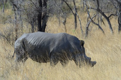 Zimbabwe, province de Matabeleland méridional, Matobo ou Matopos Hills National Park, classé Patrimoine Mondial de l'UNESCO, rhinocéros blanc (Ceratotherium simum), adulte male d'environ 15 ans