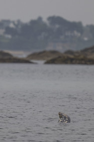 France, Finistère, Carantec, Ornithological reserve of the islets of the Morlaix Bay, harbor seal (Phoca vitulina) on Ile Verte