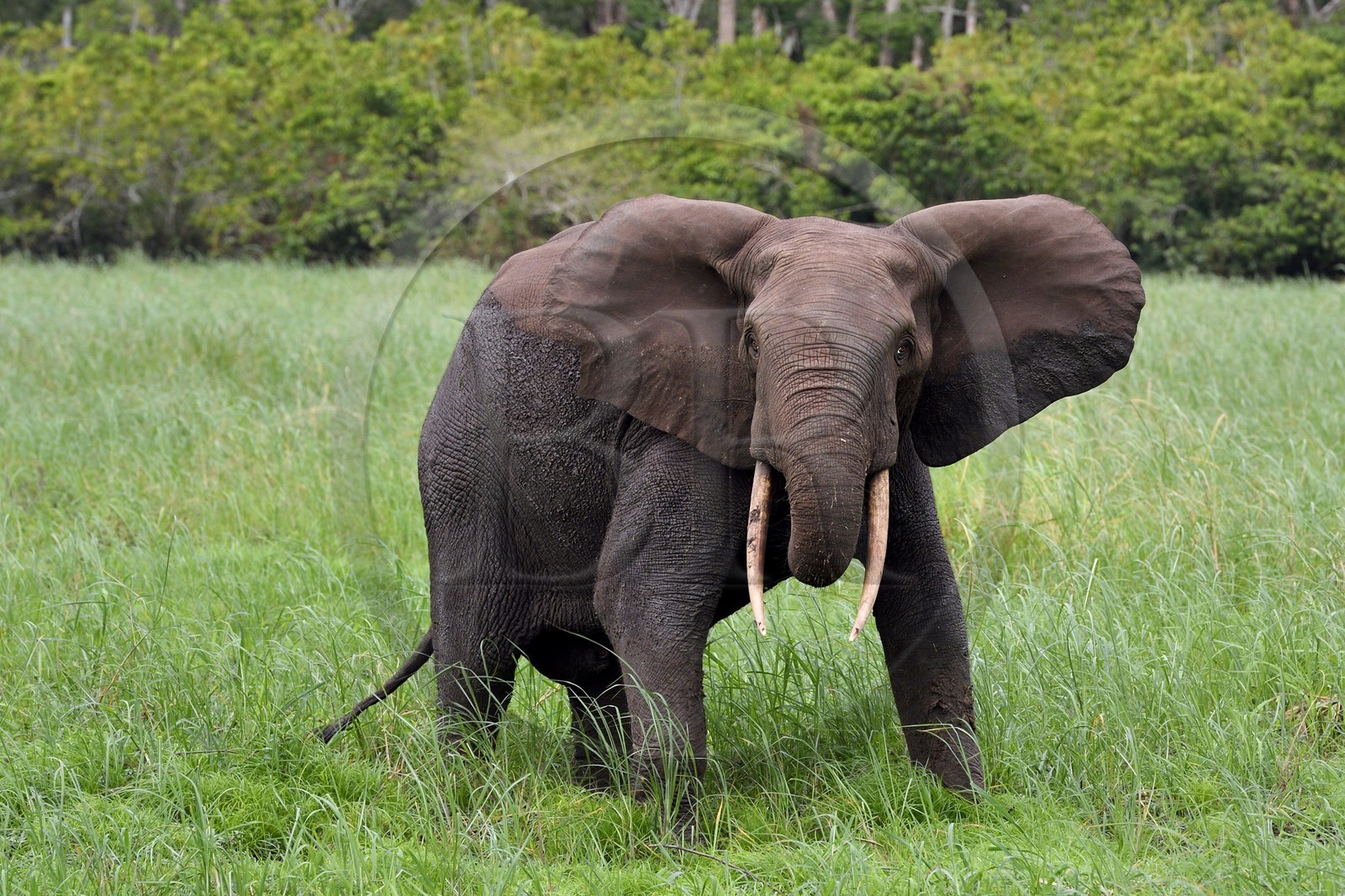 Gabon, Ogooue-Maritime Province, Loango National Park, Akaka site in the Fernan Vaz (Nkomi) Lagoon, African forest elephant (Loxodonta cyclotis)