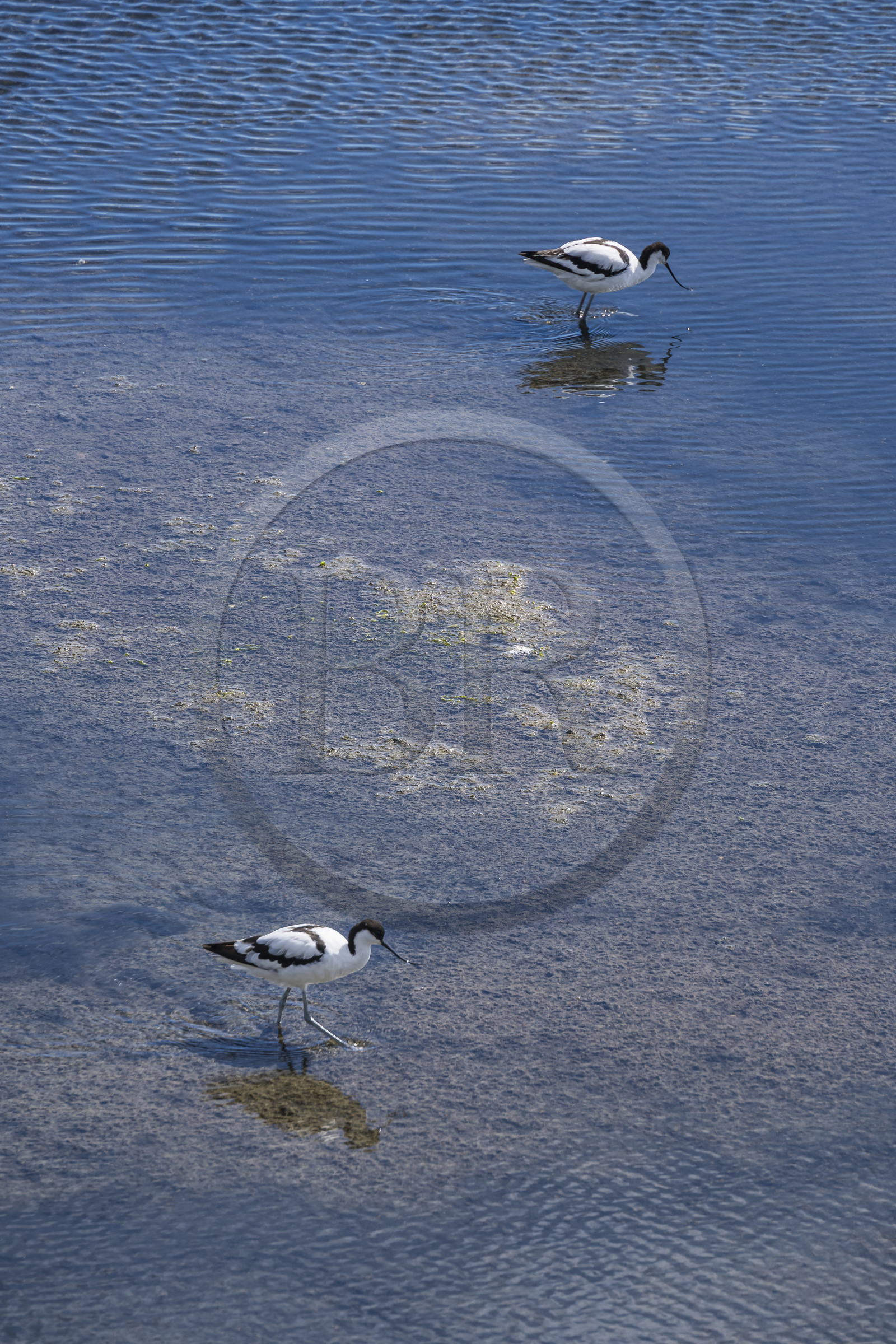 France, Vendée (85), île de Noirmoutier, La Guérinière, avocette élégante (Recurvirostra avosetta) dans le marais en contrebas de la digue entre le Port de Bonhomme et le passage du Gois