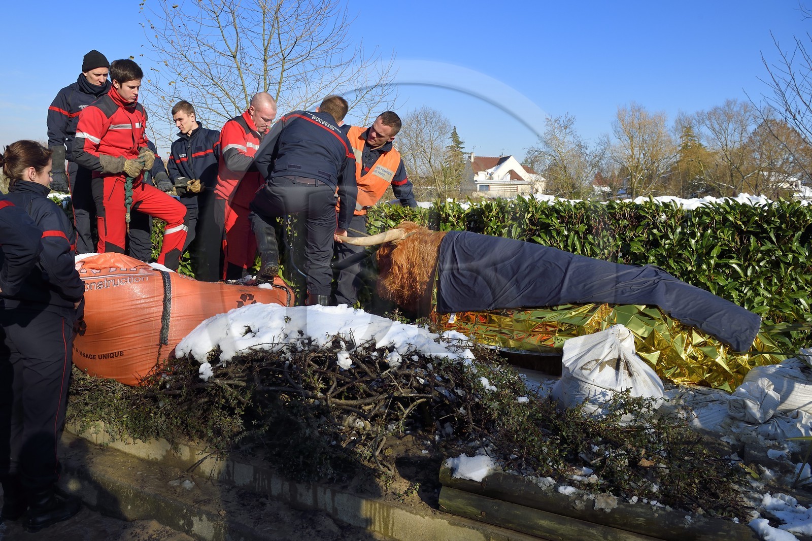France, Val de Marne, the Marne riverside, Le Perreux sur Marne, a Highland Cow rescued from drowning in the Marne by firefighters