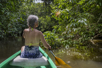 France, Guyane, Kourou, camp Maripas dans la forêt tropicale, découverte en canoé d'une crique, petite rivière, affluent du fleuve Kourou, fleur de Pachira aquatica ou Cacao-rivière en créole guyanais