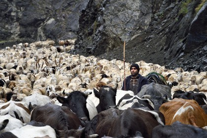 Azerbaijan, Ismailli region, Shepherd and his flock of sheep in transhumance on the road down Lahij (Lahic)