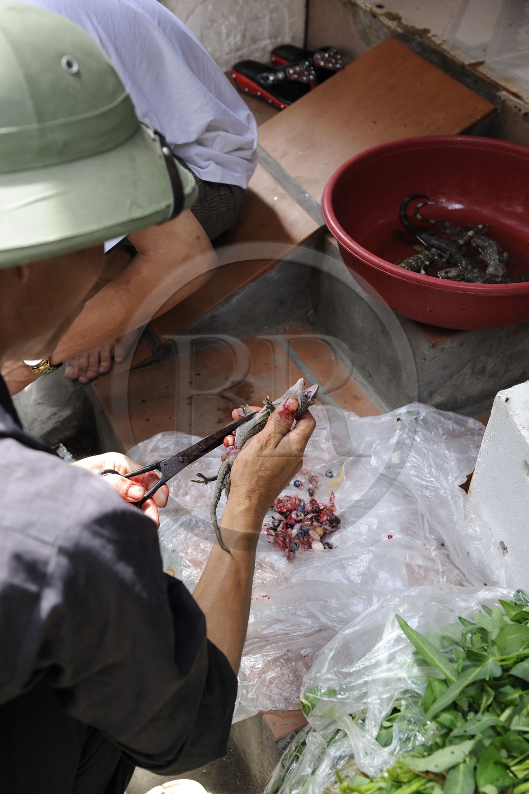 Vietnam, Hanoï, quartier Le Duan dans la vieille ville, découpe de lézards vivants