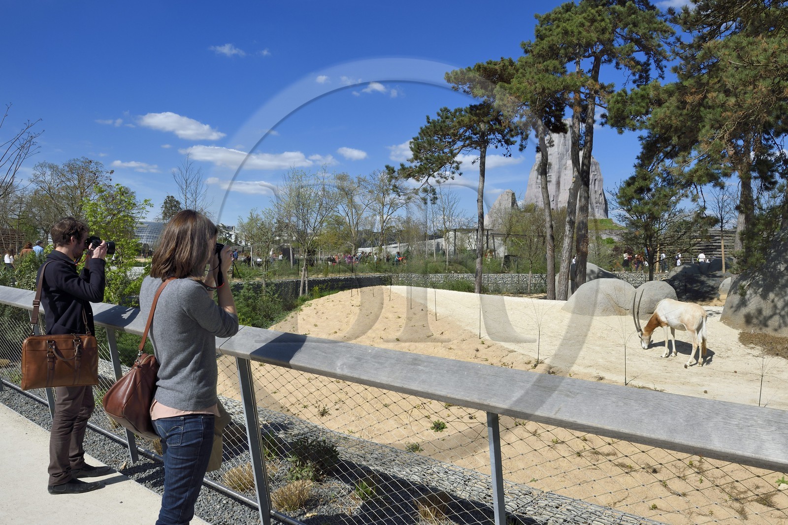France, Paris (75), Le Parc zoologique de Paris (Zoo de Vincennes), Oryx algazelle (Oryx dammah) dans la biozone Sahel-Soudan, en arrière plan le Grand Rocher qui est l’emblème du zoo depuis 1934