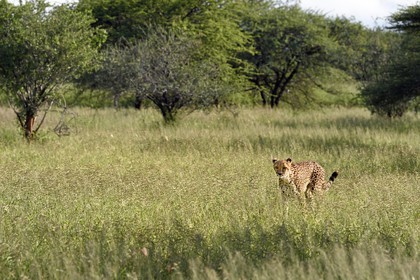 Namibia, Otjiwarongo, Cheetah Conservation Fund, research and education centre, cheetah (Acinonyx jubatus) in tall grass