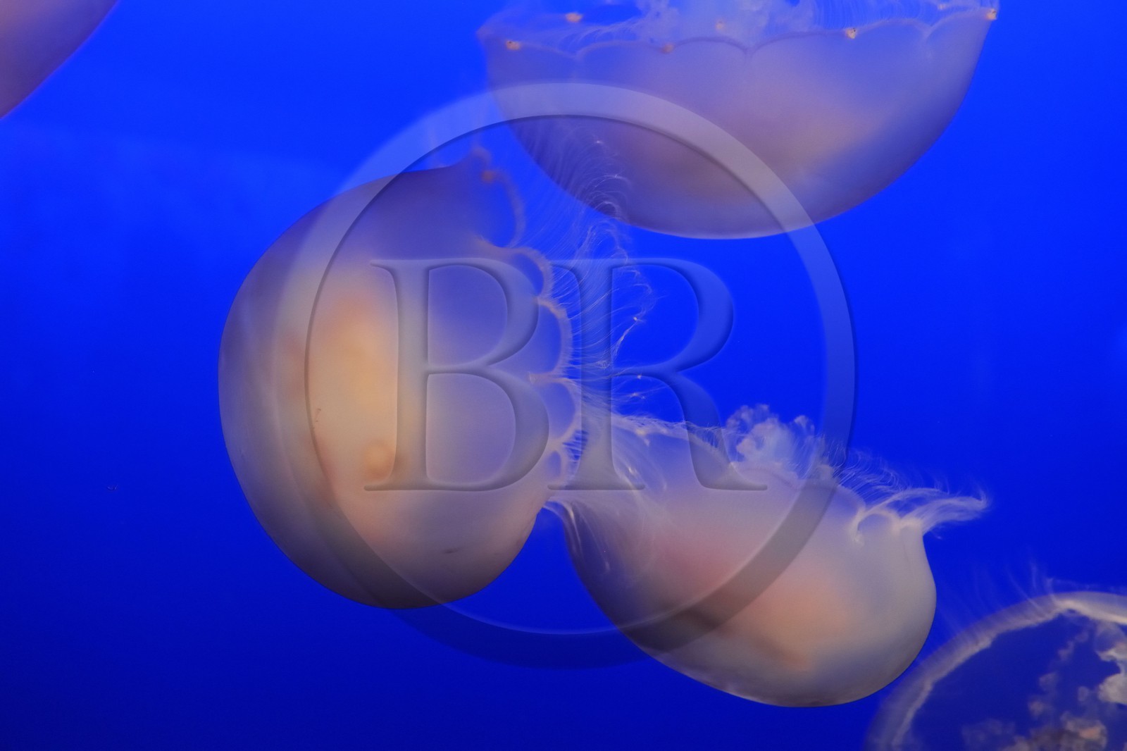 Etats-Unis, Californie, Monterey, le Monterey Bay Aquarium dans Cannery Row, méduses