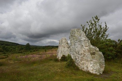France, Ille-et-Vilaine (35), Saint-Just, monuments mégalithiques de la Lande de Cojoux, menhirs appelés Les Demoiselles