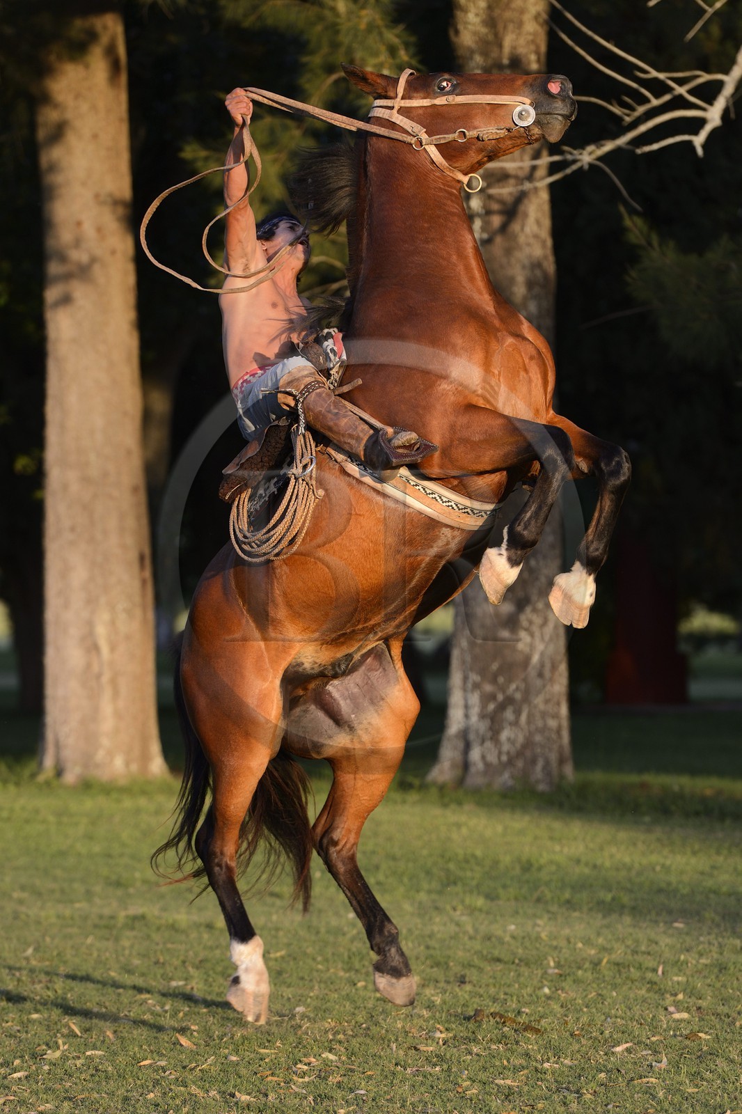Argentine, province de Buenos Aires, San Antonio de Areco, estancia La Bamba de Areco, demonstration du savoir-faire d'un cavalier amerindien avec son cheval