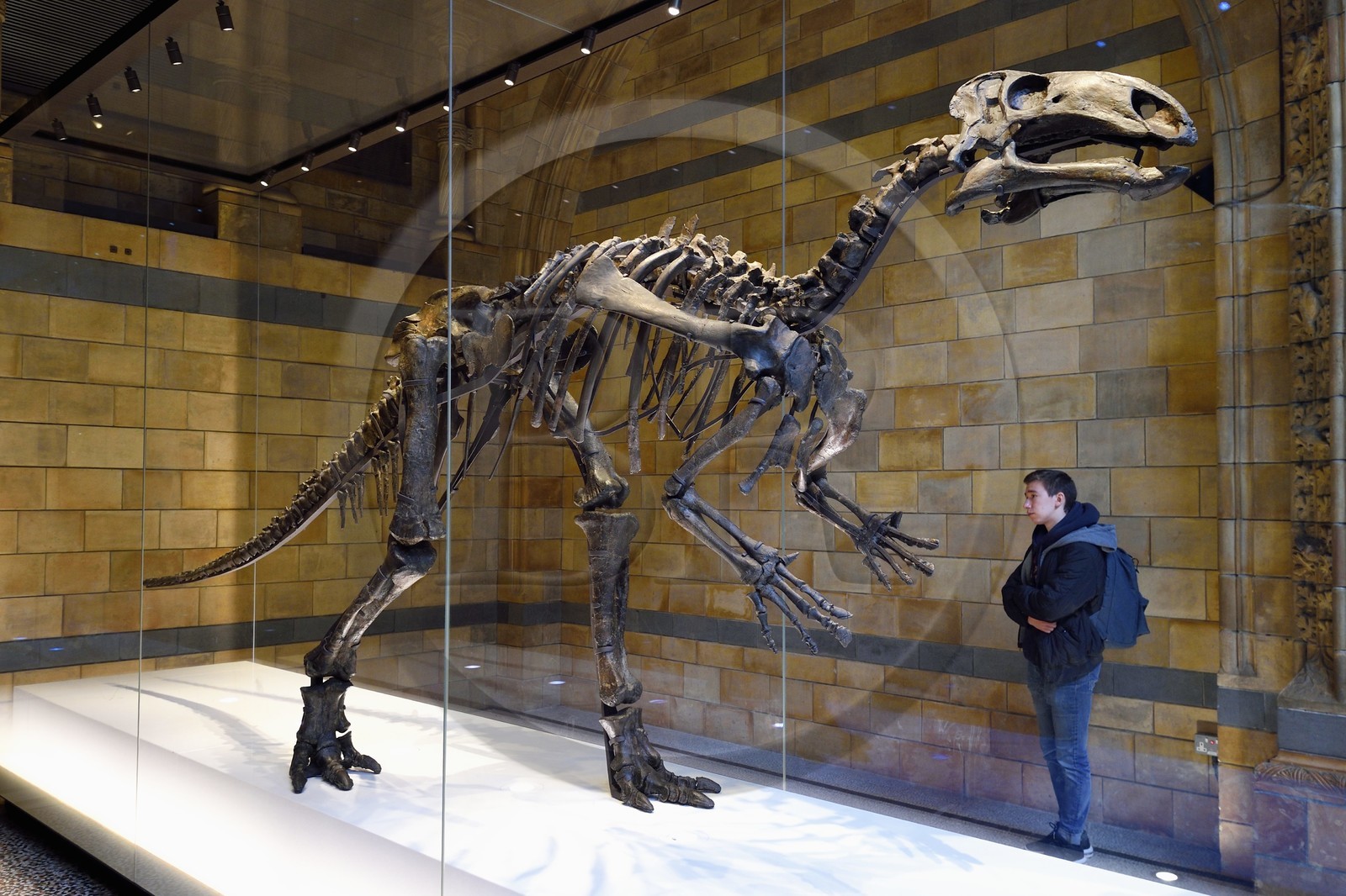 United Kingdom, London, Kensington, Natural History Museum, Central Hall, skeleton of a dinosaur Iguanodon (Mantellisaurus artherfieldensis) discovered on the Isle of Wight in 1914