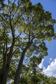 France, Alpes-Maritimes (06), Antibes, Le Jardin Botanique de la Villa Thuret (rattachée à l'INRAE), labellisé Jardin Remarquable et Arbre Remarquable, Camphrier (Cinnamomum camphora)
