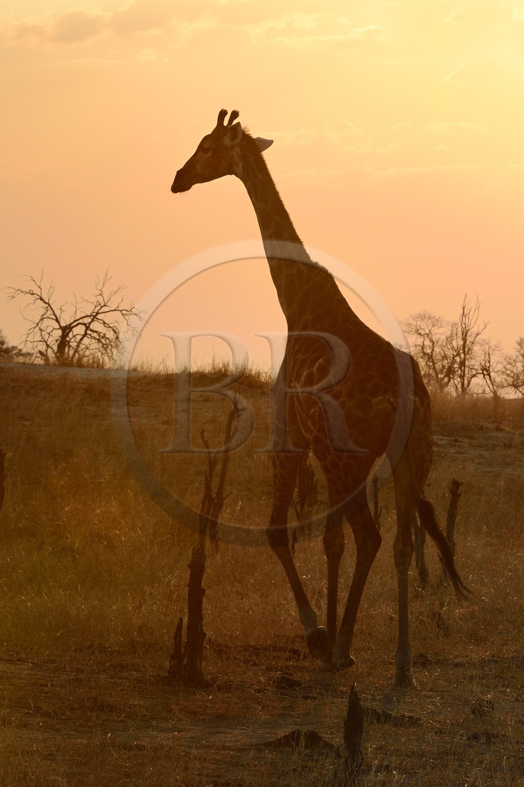 Zimbabwe, province de Matabeleland septentrional, parc national Hwange, une girafe (Giraffa camelopardalis)
