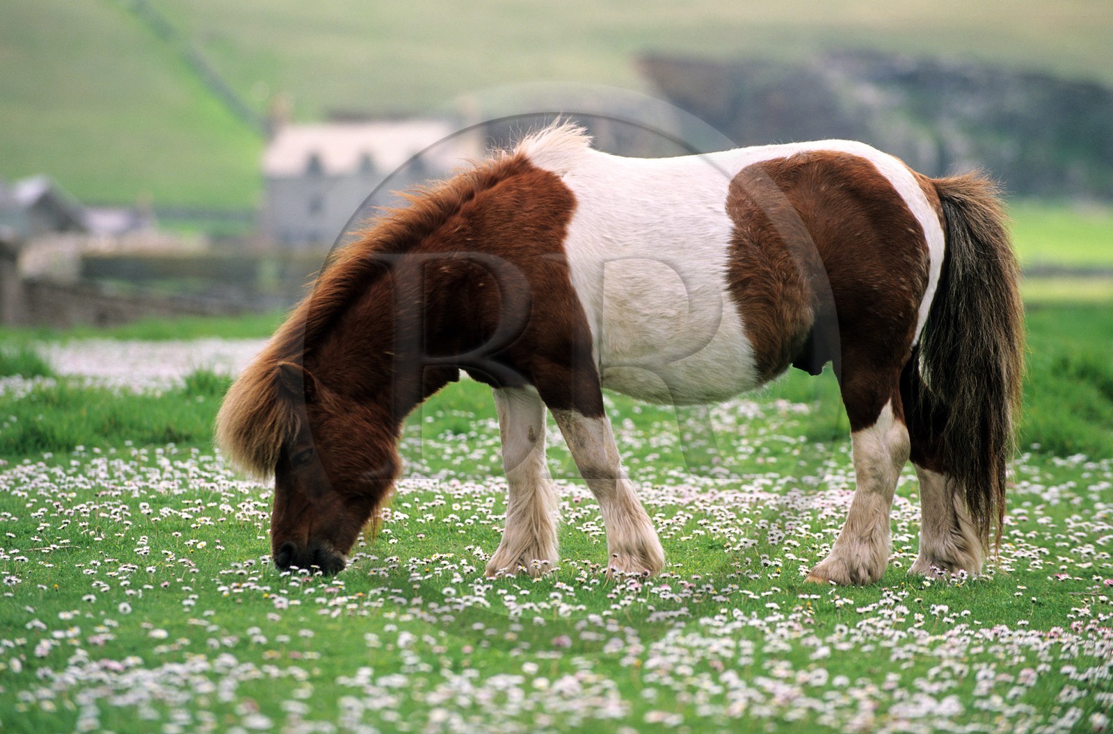 Royaume-Uni, Ecosse, les Shetland, poney typique des Shetland