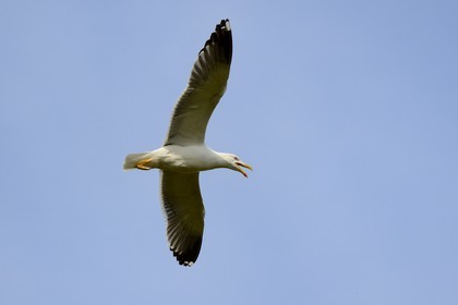 France, Finistere, La Foret Fouesnant, Glenan islands, Penfret island