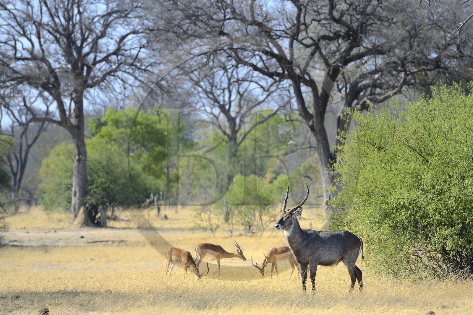 Zimbabwe, province de Matabeleland septentrional, parc national Hwange, cobe à croissant (Kobus ellipsiprymnus) aussi appelé waterbuck ou antilope sing-sing, impala (Aepyceros melampus) en arrière plan