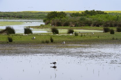 France, Finistere, La Foret Fouesnant, Glenan islands, Loch island, around the pond focuses animal life