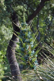 France, Var (83), Rayol-Canadel-sur-Mer, Domaine du Rayol, propriété du conservatoire du littoral mention obligatoire, le jardin des Méditerranées conçu par le paysagiste Gilles Clément, Jardin du Chili d'altitude, Pouya berteroniana