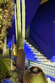 Maroc, Haut-Atlas, Marrakech, ville impériale, quartier de Gueliz, jardin Majorelle fondé en 1931 par le peintre français Jacques Majorelle puis racheté en 1980 par Yves Saint Laurent et Pierre Bergé