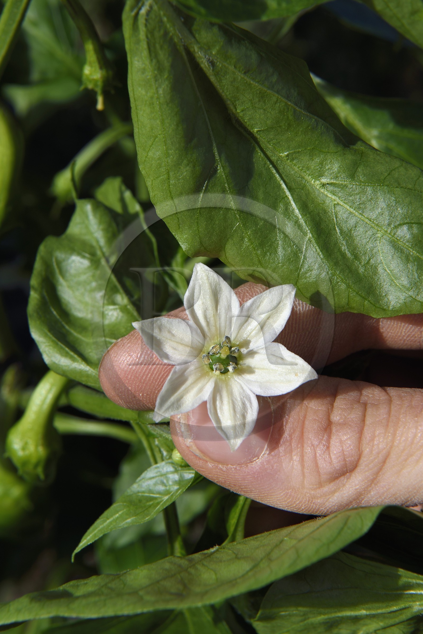 France, Pyrénées-Atlantiques (64), Pays-Basque, Espelette, champ de piments d'Espelette, fleur dont le coeur deviendra le piment