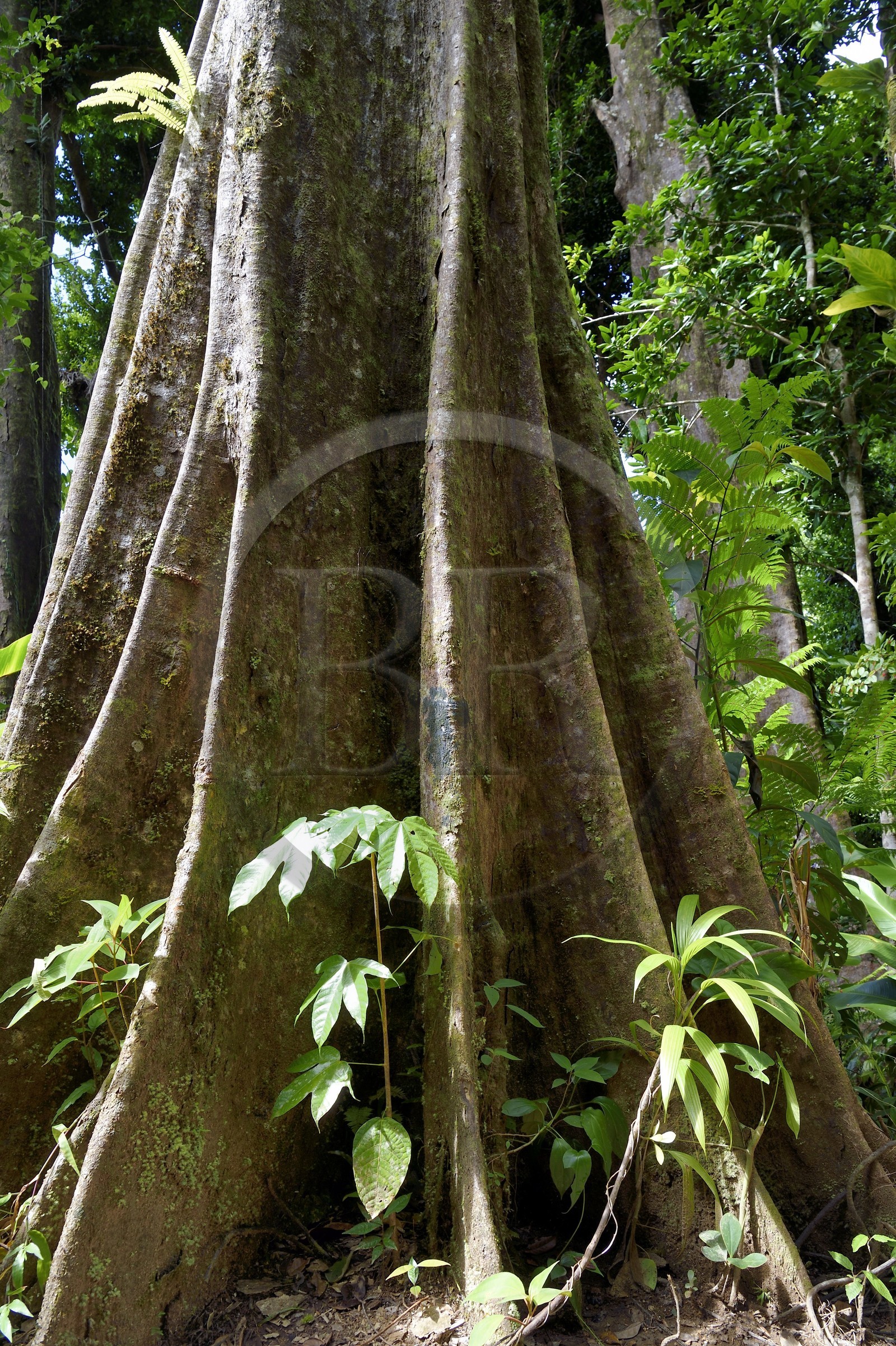 Caraïbes, Ile de la Dominique, Parc national du Morne Trois Pitons classé Patrimoine Mondial de l'UNESCO, chataignier dominicain (sloanea caribaea), en créol Chatannyé Ti-Fèy
