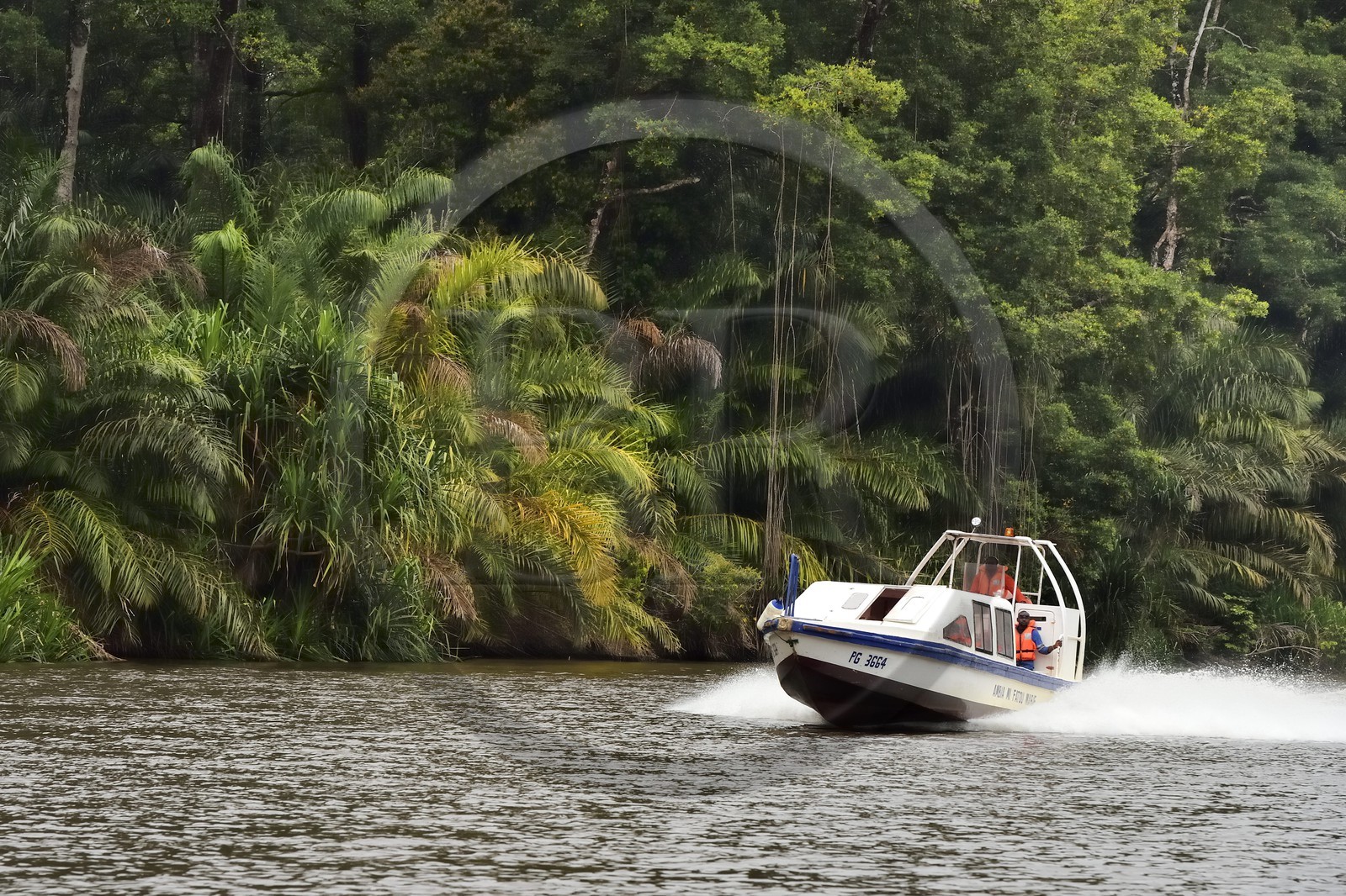 Gabon, province de Ogooué- Maritime, bateau à moteur remontant une rivière de la lagune du Fernan Vaz (Nkomi)