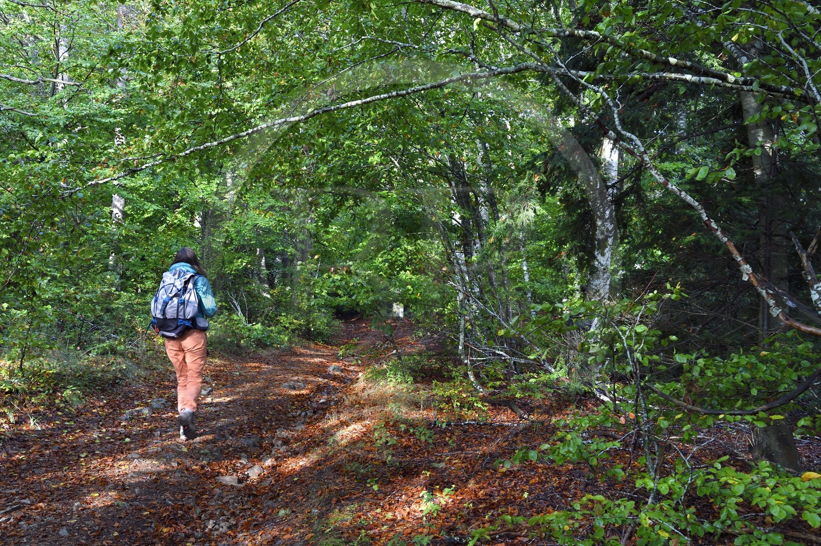 France, Ardèche (07), parc naturel régional des Monts d'Ardèche, massif du Mézenc, forêt de Lac-d'Issarlès, randonneuse dans la hêtraie de Montchamp