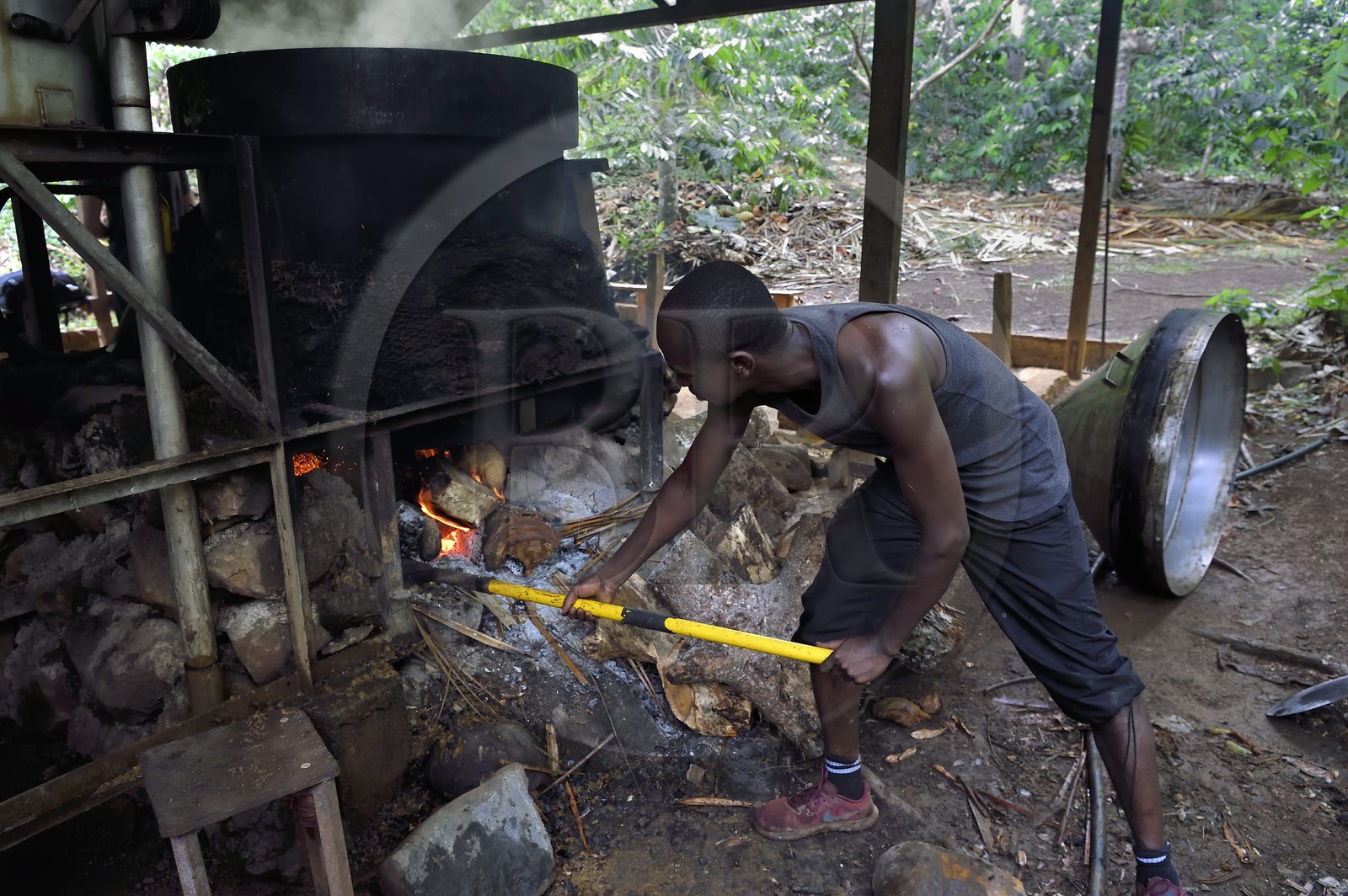 France, Ile de Mayotte, Grande-Terre, Ouangani, distillerie d'huile essentielle à base de pétales de fleurs d'ylang ylang (Cananga odorata) en alambic artisanal