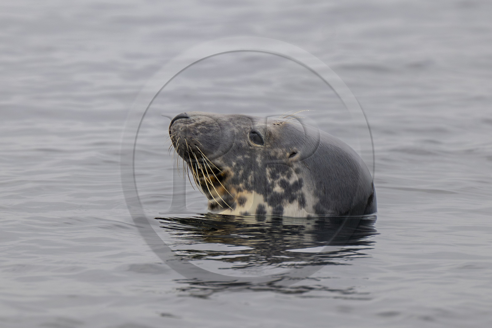 France, Finistère (29), Carantec, Réserve ornithologique des îlots de la Baie de Morlaix, phoque veau-marin, ou phoque commun (Phoca vitulina) sur l'Ile Verte
