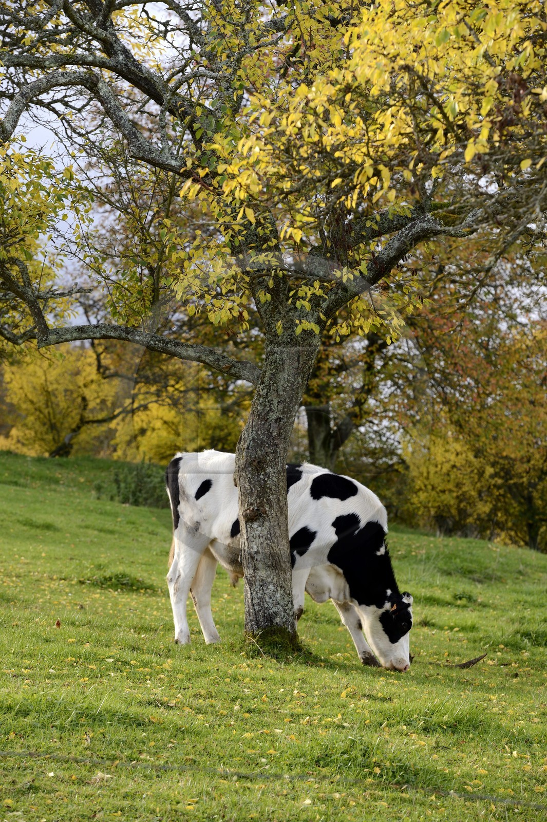 France, Meuse, Lorraine Regional Park, Cotes de Meuse, Vieville-sous-les-Cotes, cow under a cherry-plum tree