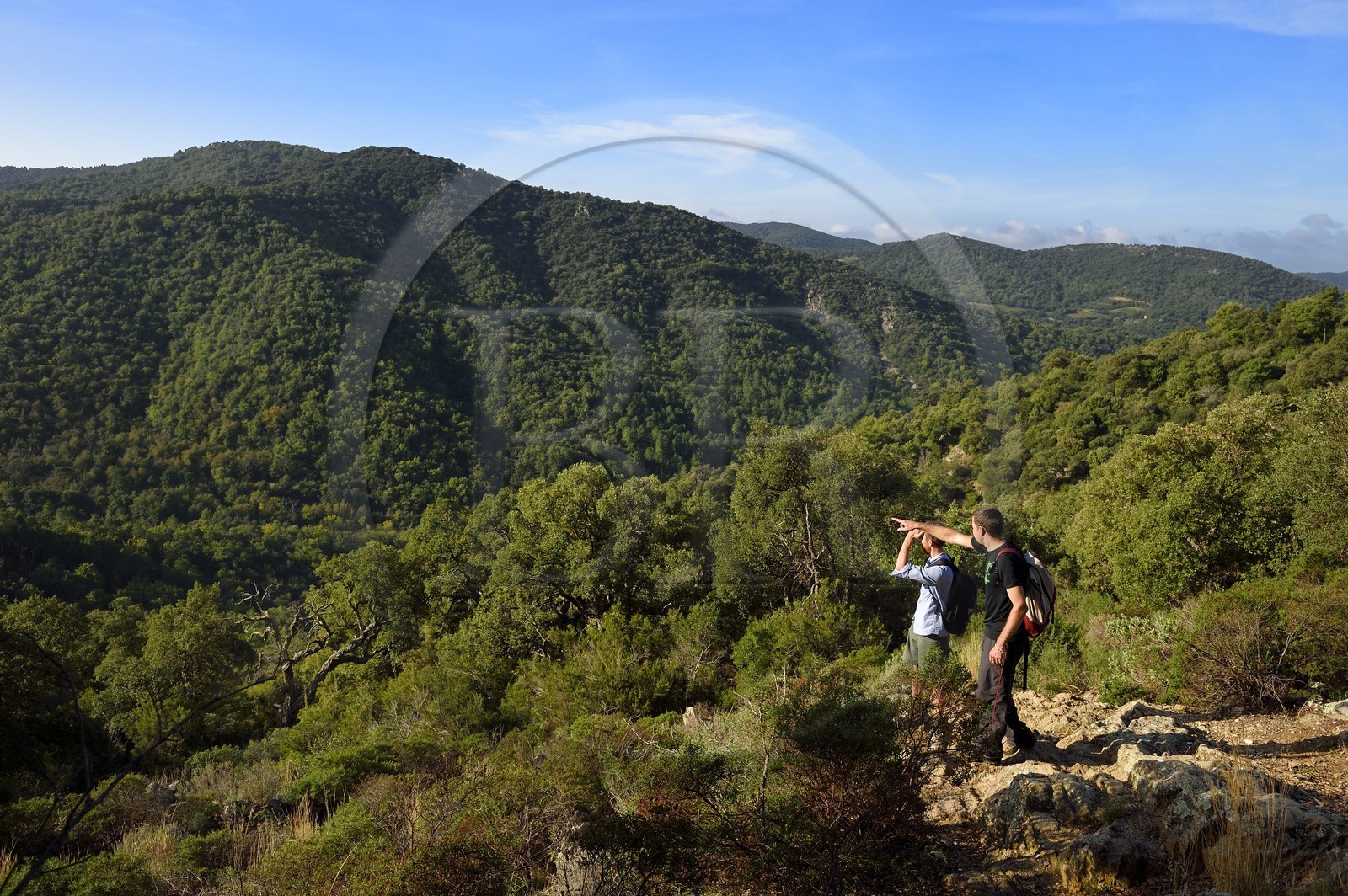 France, Var (83), Massif des Maures, Collobrières, randonnée des Menhirs de Lambert dans le vallon derrière le village