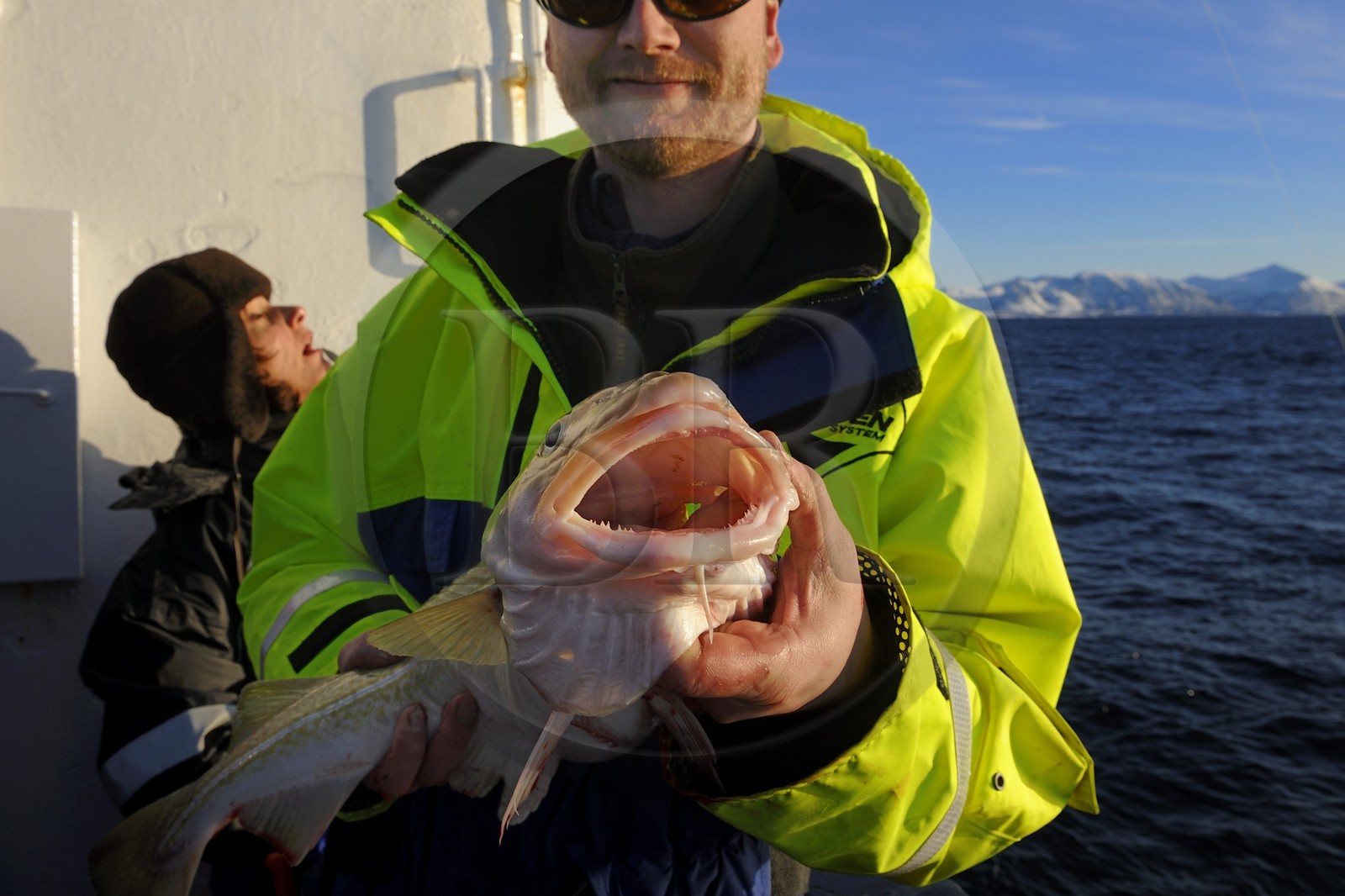 Norvège, Nordland, Iles des Westeralen, région de Myre, pêche d'un cabillaud skrei