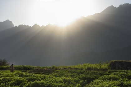 Sultanat d'Oman, Gouvernorat d'Al-Batina du Sud, Hajar occidental, Wadi Mistall, culture en terrasses au dessus du village de Wakan (Wukan), champs de fèves et lentilles