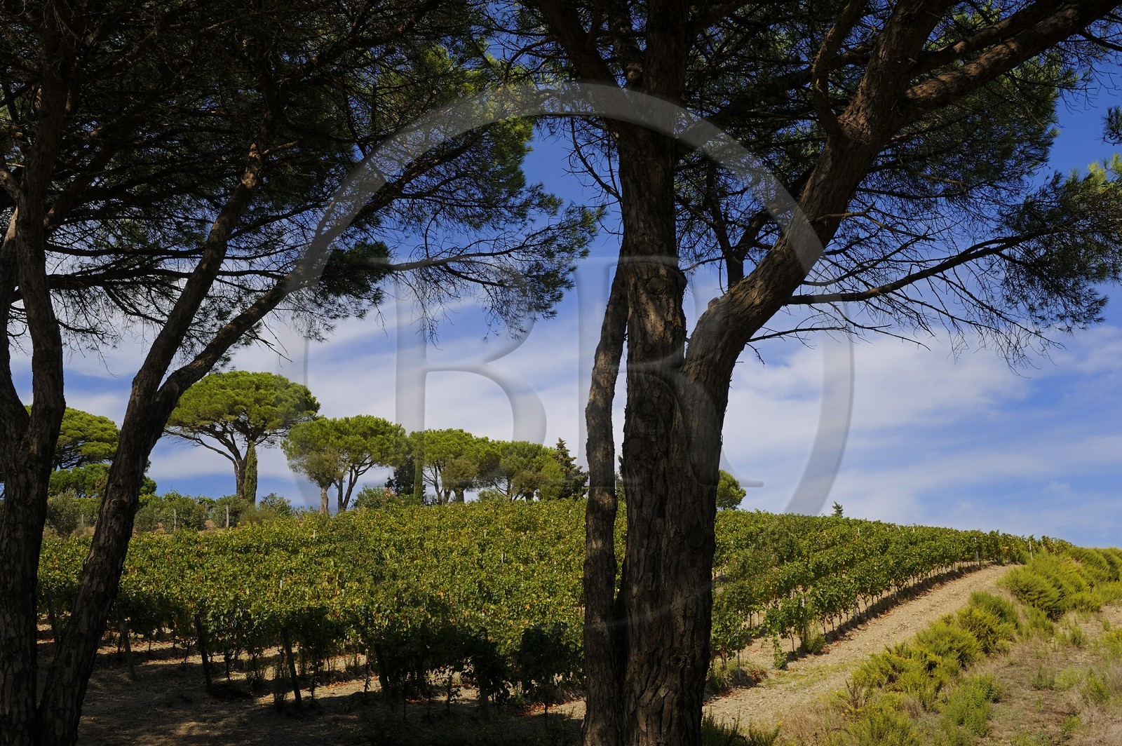 Italy, Tuscany, Elba Island, vineyard of Capoliveri