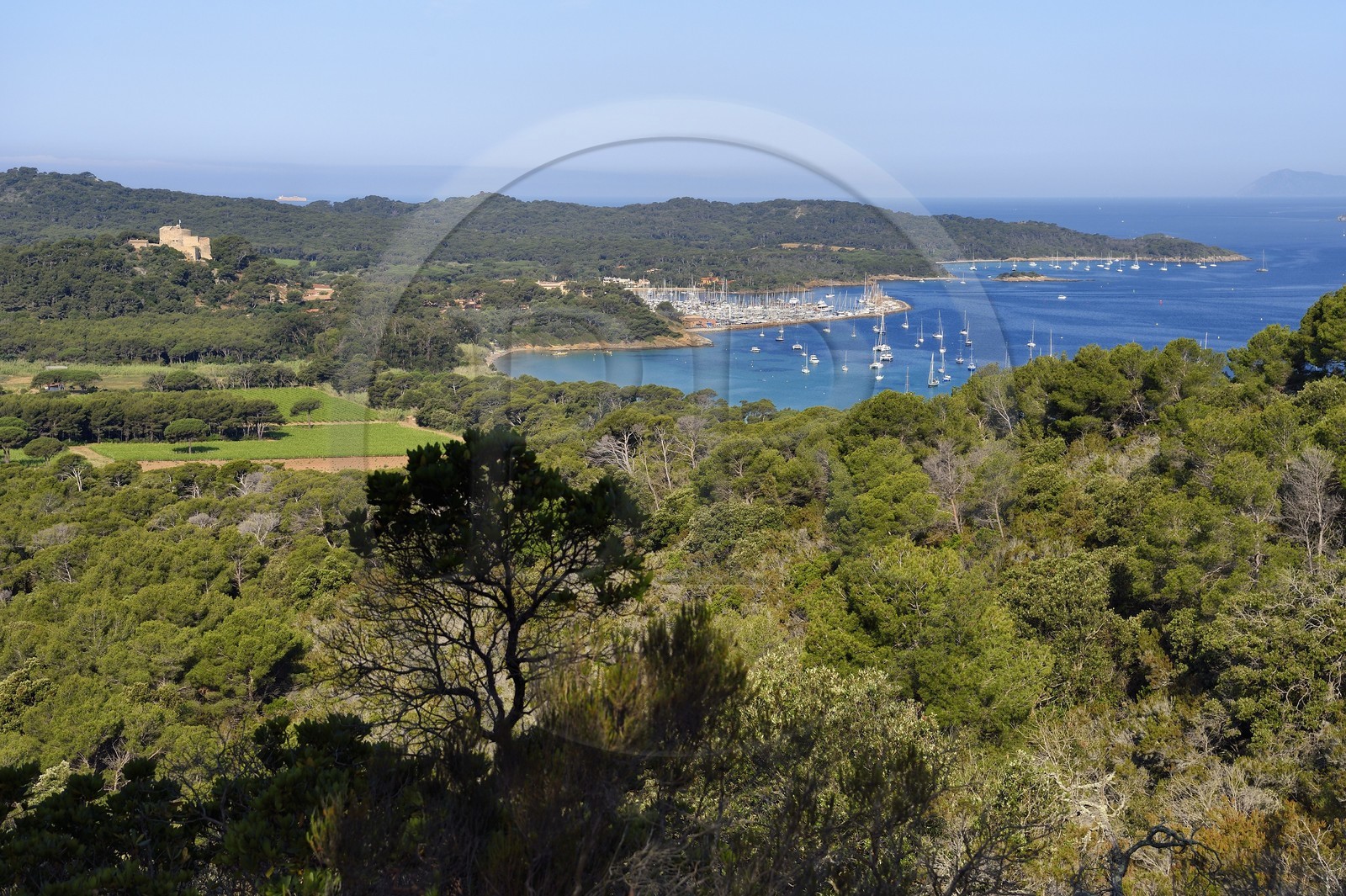 France, Var (83), Iles d'Hyères, parc national de Port Cros, Ile de Porquerolles, les vignes de la plaine de la Courtade et le port dominés par le Fort Sainte Agathe