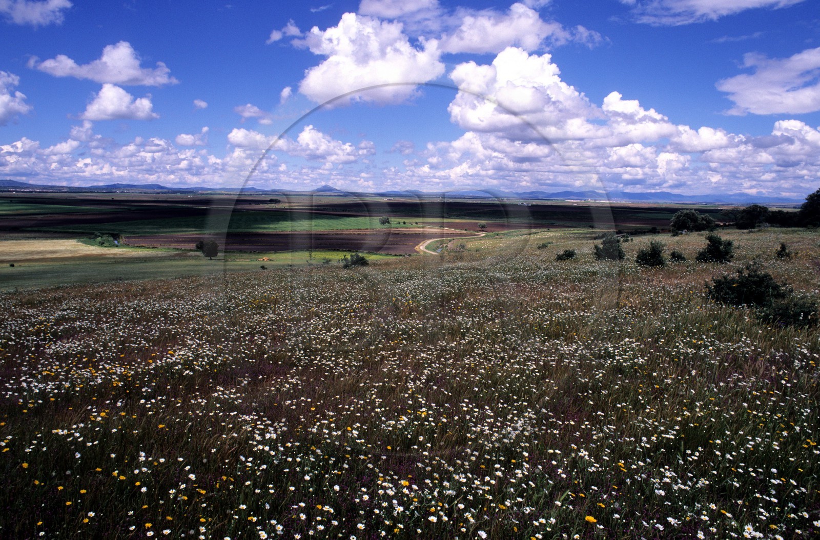 Spain, Estremadura, landscape north of Don Benito