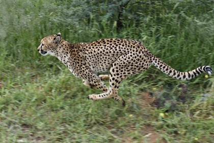 Namibia, Otjiwarongo, Cheetah Conservation Fund, research and education centre, cheetah (Acinonyx jubatus) trained to run to keep fit and healthy