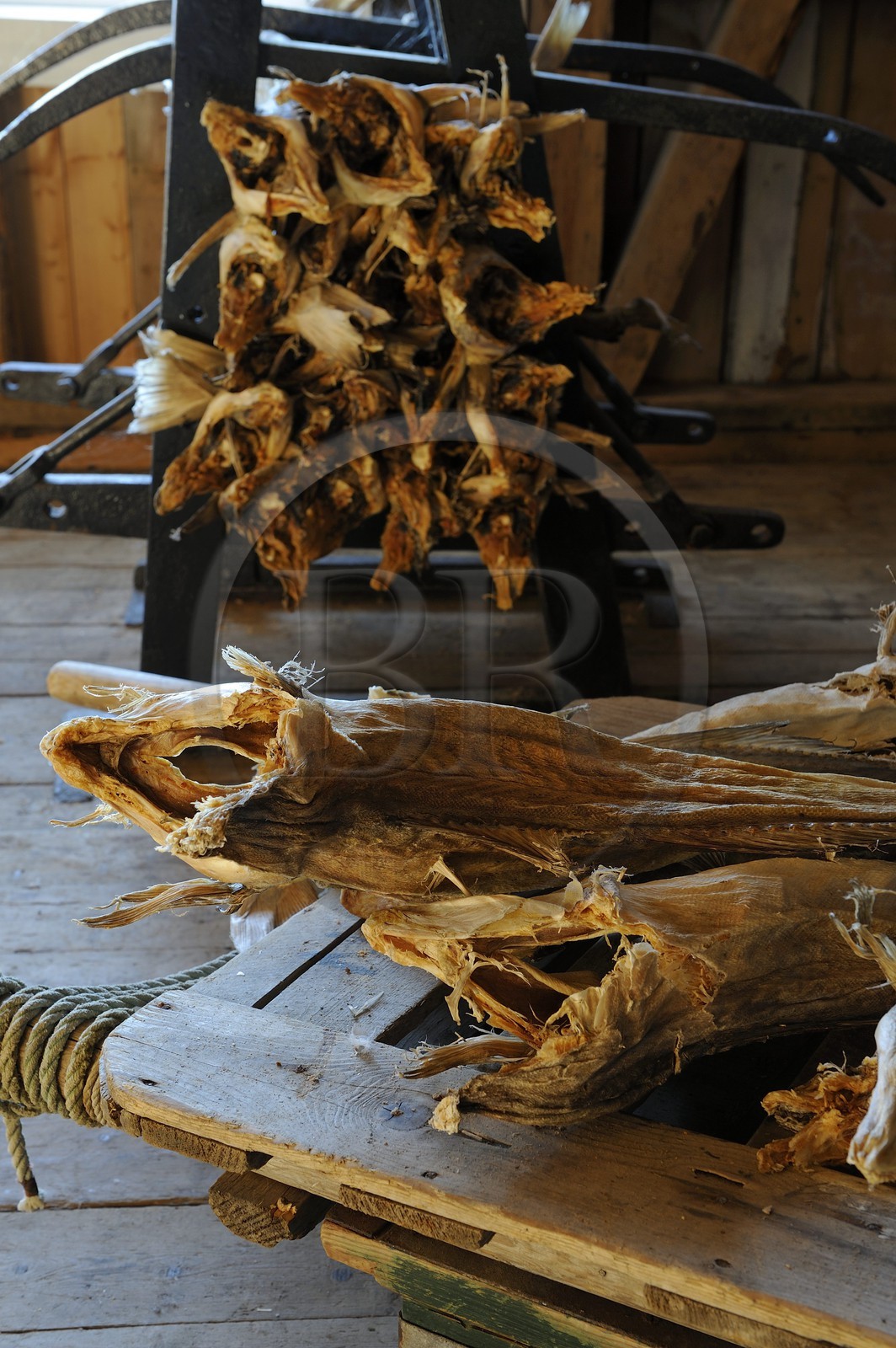 Norvège, Nordland, Iles Lofoten, commune de A (Å) à l'extrémité de Moskenesoy, musée de la pêche, ballots de morue