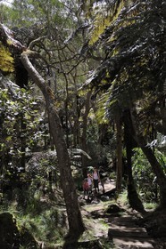 France, île de la Réunion, randonneurs en forêt de Bélouve