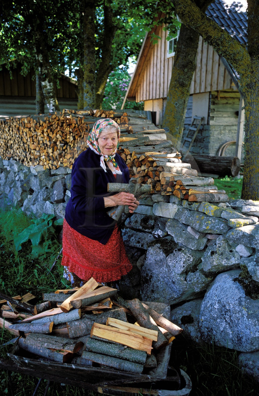 Estonie (Pays Baltes), île de Saaremaa, dès la belle saison tout le monde prépare les réserves de bois pour l'hiver