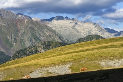 France, Hautes-Pyrénées (65), Saint-Lary-Soulan et Vielle-Aure, randonnée sur une variante du GR10 entre le col de Portet et les lacs de Bastan en bordure de la réserve naturelle de Néouvielle en arrière plan, troupeau de vaches en estive